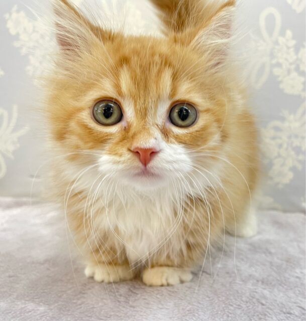 この短い足みよ🥰マンチカン(レッドタビー&ホワイト)🍓🍼男の子💙2025年10月10日生まれ マンチカン