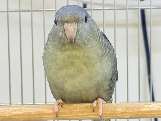 サザナミインコ