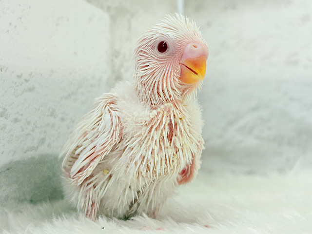 透明感のカタマリ🐣🫧セキセイインコ(アルビノ) ヒナ