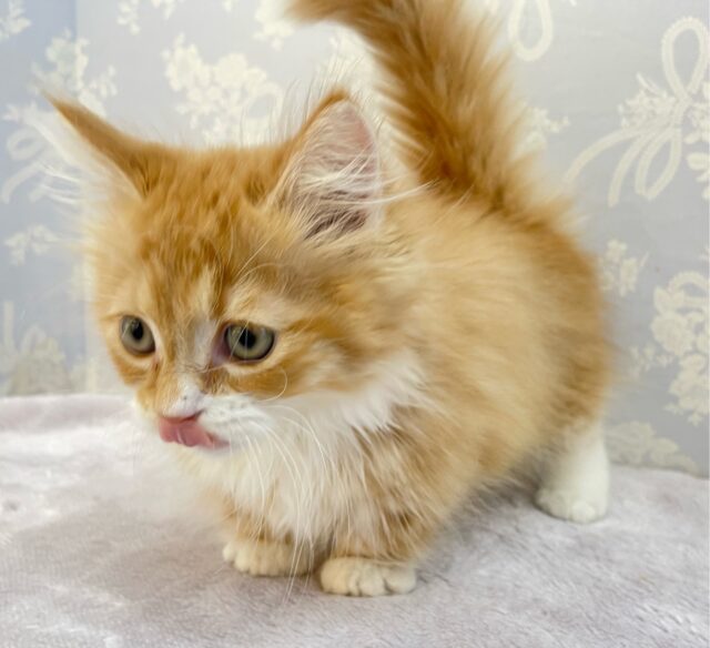 この短い足みよ🥰マンチカン(レッドタビー&ホワイト)🍓🍼男の子💙2025年10月10日生まれ マンチカン