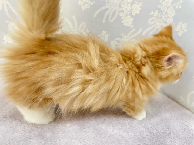 この短い足みよ🥰マンチカン(レッドタビー&ホワイト)🍓🍼男の子💙2025年10月10日生まれ マンチカン