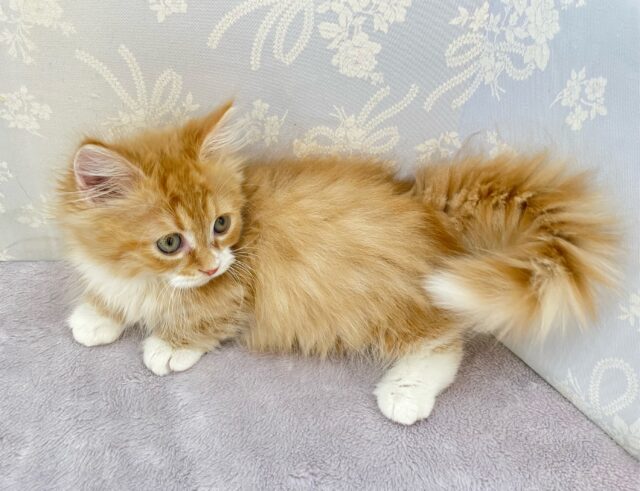 この短い足みよ🥰マンチカン(レッドタビー&ホワイト)🍓🍼男の子💙2025年10月10日生まれ マンチカン