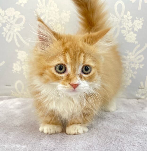 この短い足みよ🥰マンチカン(レッドタビー&ホワイト)🍓🍼男の子💙2025年10月10日生まれ マンチカン