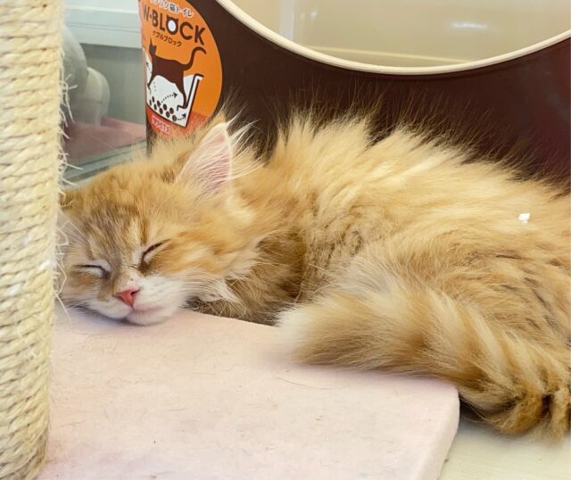 この短い足みよ🥰マンチカン(レッドタビー&ホワイト)🍓🍼男の子💙2025年10月10日生まれ マンチカン