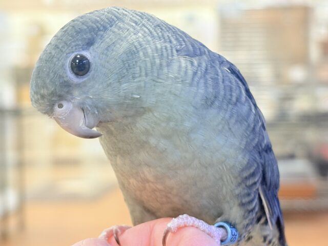 サザナミインコ