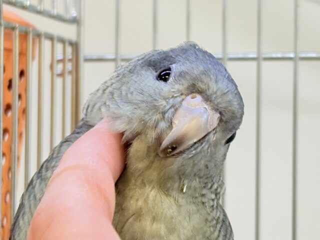 【最新画像更新🪄︎︎💫】落ち着きある大人〜な雰囲気❣️サザナミインコちゃん❣️(モーブ)男の子