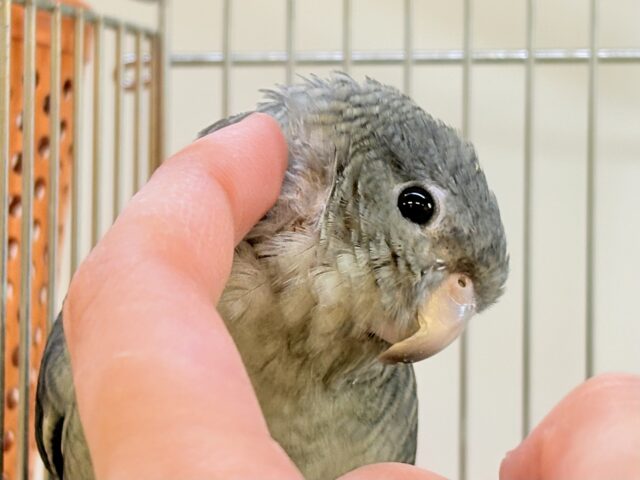 サザナミインコ