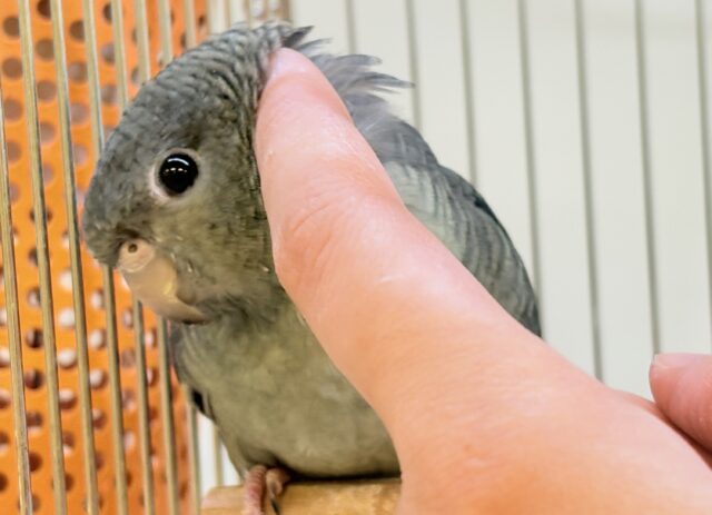 サザナミインコ