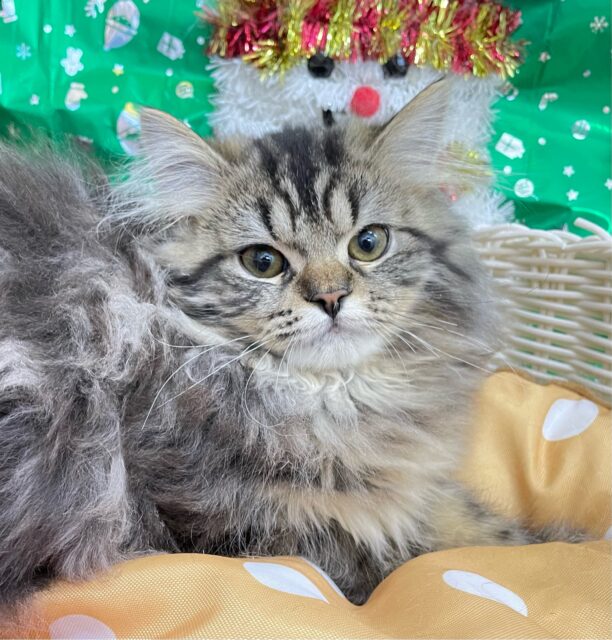 スコティッシュフォールド