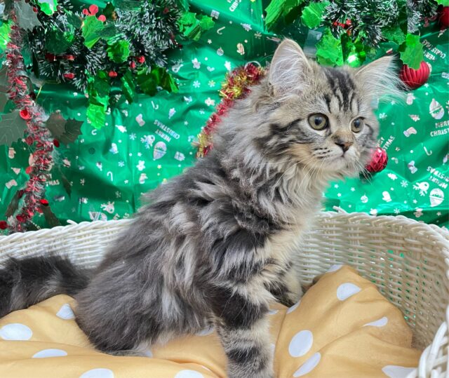 スコティッシュフォールド