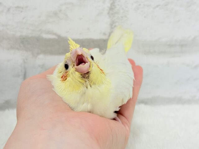 オカメインコ