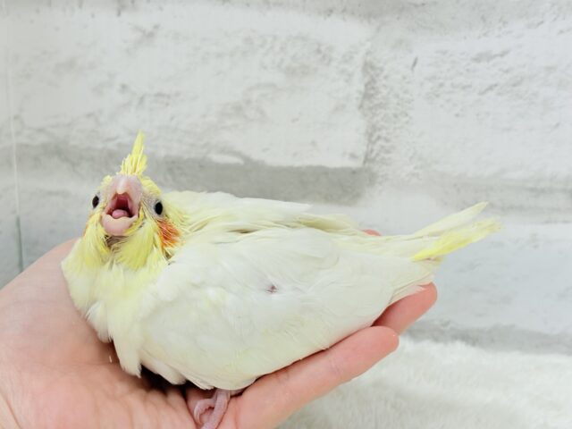 オカメインコ