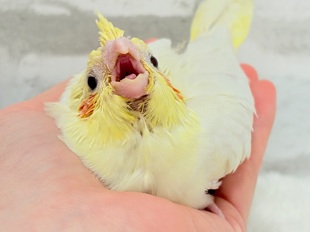 オカメ界の人気者~♩♩オカメインコ(ルチノー) ヒナ