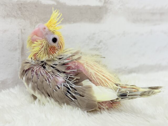 ちっちゃな恐竜がやってきた!!!オカメインコ(シナモンパイド) ヒナ オカメインコ