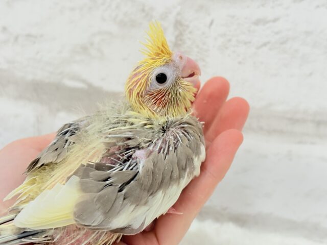 ちっちゃな恐竜がやってきた!!!オカメインコ(シナモンパイド) ヒナ オカメインコ