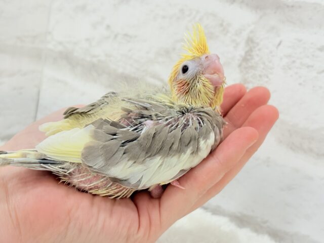 オカメインコ