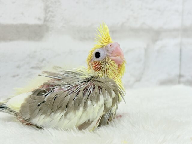 ちっちゃな恐竜がやってきた!!!オカメインコ(シナモンパイド) ヒナ オカメインコ