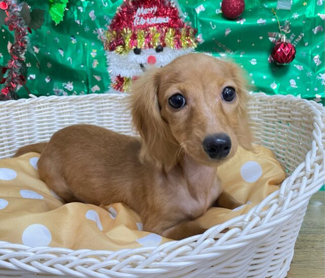 愛嬌たっぷり(* ˊ꒳ˋ*)ミニチュアダックス(レッド)❤️🔥女の子🩷2025年8月22日生まれ ミニチュアダックス