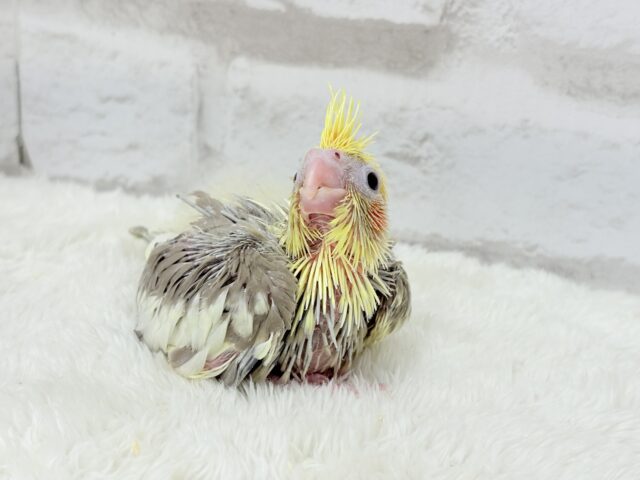 ちっちゃな恐竜がやってきた!!!オカメインコ(シナモンパイド) ヒナ オカメインコ