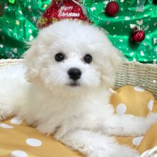 ︎︎☁ふわふわGIRL🤍ビションフリーゼ(ホワイト)‎🤍女の子💖2025年9月7日生まれ