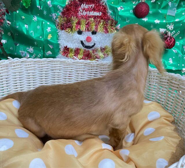 愛嬌たっぷり(* ˊ꒳ˋ*)ミニチュアダックス(レッド)❤️🔥女の子🩷2025年8月22日生まれ ミニチュアダックス