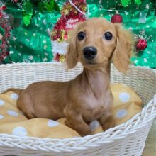 愛嬌たっぷり(*  ˊ꒳ˋ*)ミニチュアダックス(レッド)❤️‍🔥女の子🩷2025年8月22日生まれ