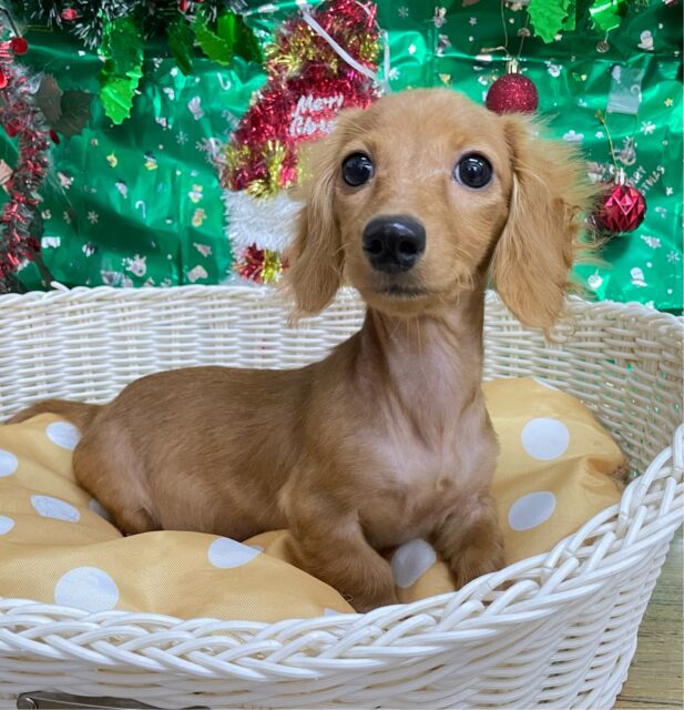 愛嬌たっぷり(* ˊ꒳ˋ*)ミニチュアダックス(レッド)❤️🔥女の子🩷2025年8月22日生まれ ミニチュアダックス