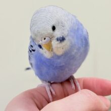 【カゴデビュー🪄💫一人餌】にっこりニコニコ☺️セキセイインコ（オパーリン）ヒナ