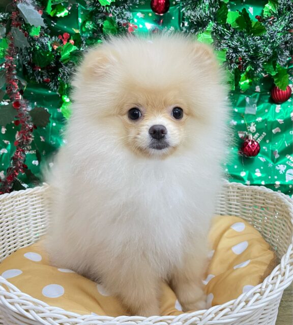 ふわもこポッたん🫧ポメラニアン(クリーム)🍨男の子💙2025年8月13日生まれ