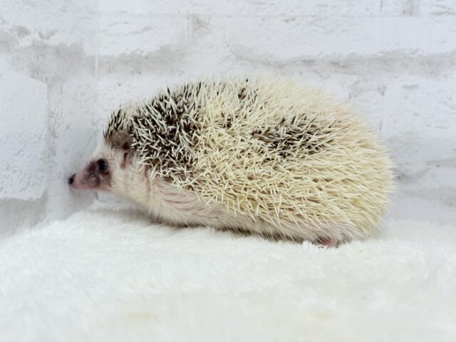 ハリネズミ（ヨツユビハリネズミ）