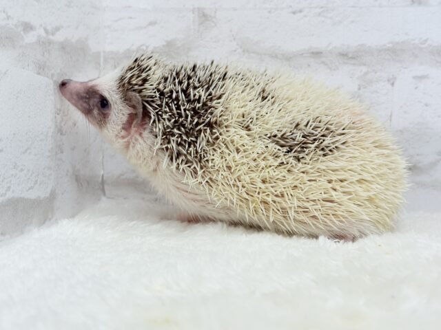 むっちりBODYにメロメロだっ🦔💖ハリネズミ(パイド) 男の子 ハリネズミ(ヨツユビハリネズミ)