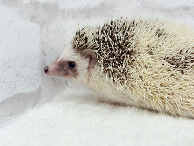 むっちりBODYにメロメロだっ🦔💖ハリネズミ(パイド) 男の子 ハリネズミ(ヨツユビハリネズミ)