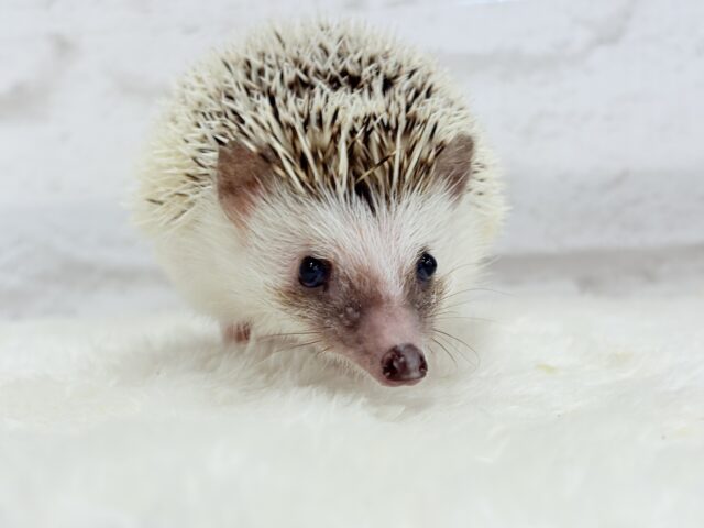 ハリネズミ（ヨツユビハリネズミ）