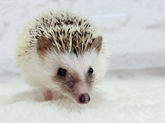 むっちりBODYにメロメロだっ🦔💖ハリネズミ(パイド) 男の子 ハリネズミ(ヨツユビハリネズミ)