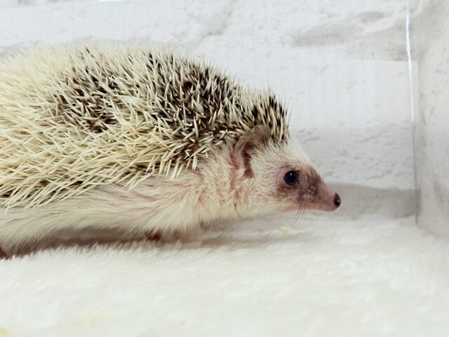 ハリネズミ（ヨツユビハリネズミ）