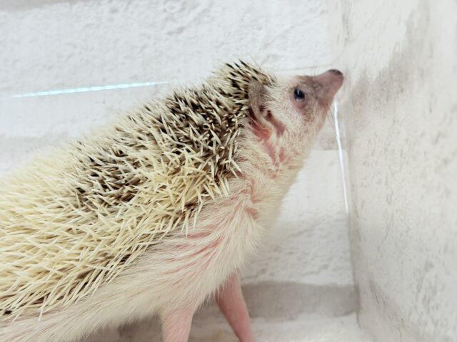 ハリネズミ（ヨツユビハリネズミ）