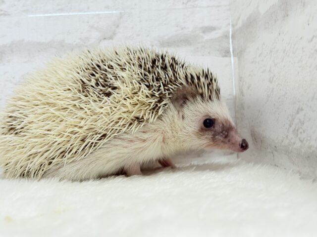 むっちりBODYにメロメロだっ🦔💖ハリネズミ(パイド) 男の子 ハリネズミ(ヨツユビハリネズミ)