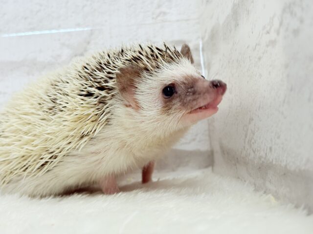 ハリネズミ（ヨツユビハリネズミ）