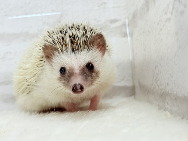 むっちりBODYにメロメロだっ🦔💖ハリネズミ(パイド) 男の子 ハリネズミ(ヨツユビハリネズミ)