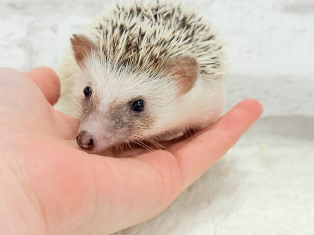 ハリネズミ（ヨツユビハリネズミ）