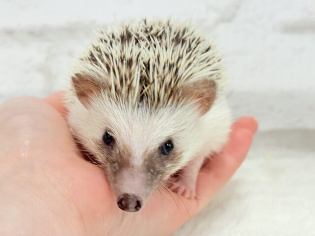 むっちりBODYにメロメロだっ🦔💖ハリネズミ(パイド) 男の子 ハリネズミ(ヨツユビハリネズミ)