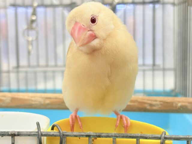 【最新画像】ふんわり暖かカラーでまったり〜☕️🌿シナモン文鳥(ヒナ)