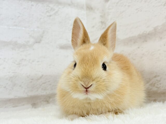 おでこにちょこんっ💫トレードマーク入り🐰🧡ミニウサギ(オレンジ) 男の子 ミニウサギ