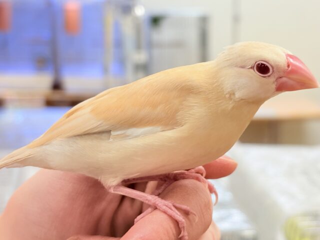 シナモン文鳥