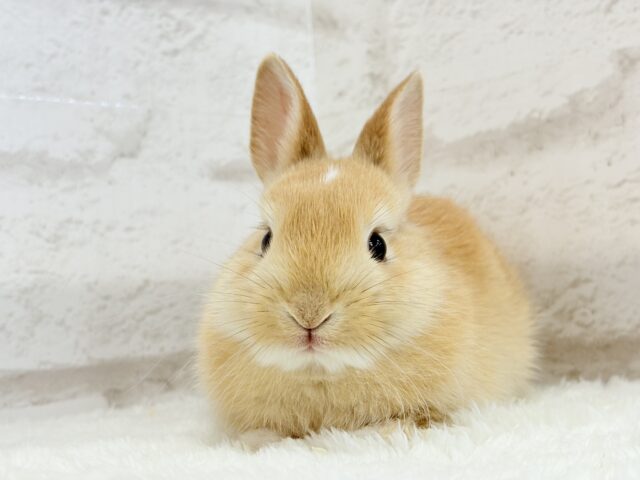 おでこにちょこんっ💫トレードマーク入り🐰🧡ミニウサギ(オレンジ) 男の子 ミニウサギ