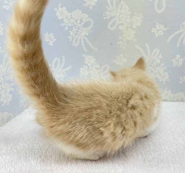 まんまるおめめ👀ブリティッシュショートヘアー(クリーム&ホワイト)🍨🍼男の子💙2025年10月17日生まれ ブリティッシュショートヘア