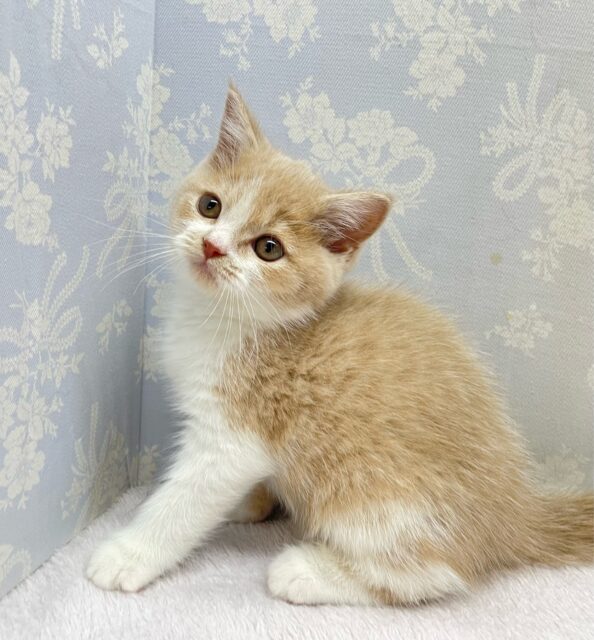 まんまるおめめ👀ブリティッシュショートヘアー(クリーム&ホワイト)🍨🍼男の子💙2025年10月17日生まれ ブリティッシュショートヘア