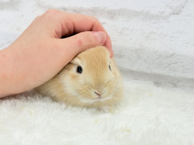 おでこにちょこんっ💫トレードマーク入り🐰🧡ミニウサギ(オレンジ) 男の子 ミニウサギ