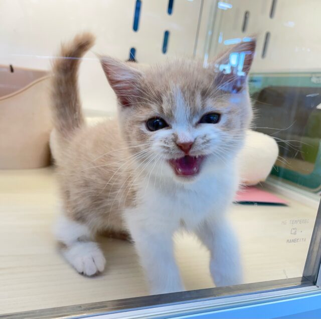 まんまるおめめ👀ブリティッシュショートヘアー(クリーム&ホワイト)🍨🍼男の子💙2025年10月17日生まれ ブリティッシュショートヘア