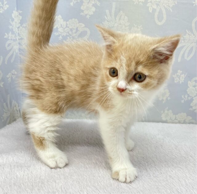 まんまるおめめ👀ブリティッシュショートヘアー(クリーム&ホワイト)🍨🍼男の子💙2025年10月17日生まれ ブリティッシュショートヘア